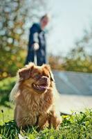 porträtt skott av skön liten brun hund i de promenad på de leda foto