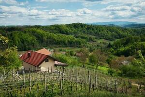 skön lantlig landskap landskap med vingårdar och skog på grön kullar på klenice, kroatien, grevskap hrvatsko zagorje foto