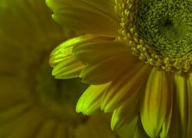 två barberton daisy . skiktad sammansättning foto