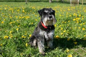 miniatyr- schnauzer sitter i de gräs med maskrosor med en röd krage foto