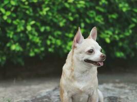 söt brun kort hår chihuahua hund Sammanträde på cement golv i de trädgård, ser nyfiket. foto