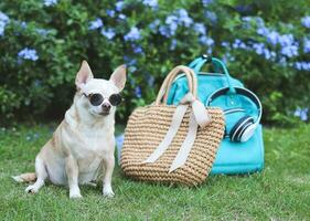 brun chihuahua hund bär solglasögon Sammanträde med sugrör väska och ryggsäck i de trädgård med lila blommor. reser med djur- begrepp. foto