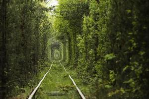 naturlig kärlekstunnel bildad av träd i Ukraina foto