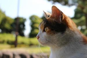 calico katt i parken på hösten foto