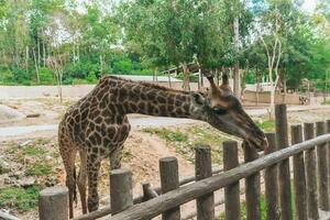 giraffer i zoo foto