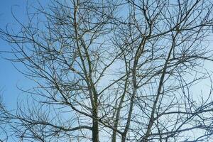 torr träd grenar den där dog eftersom av de torr säsong mot de bakgrund av en ljus blå himmel foto