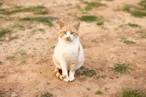 porträtt av en söt röd och vit katt utomhus foto