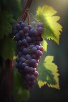 läcker röd vindruvor på en vin i de solljus ai genererad foto
