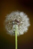 vild blomma blomstrande stänga upp taraxacum officinale maskros blåsa boll asteraceae familj botanisk bakgrund hög kvalitet omedelbar stock fotografi grafik foto