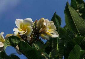 vit frangipani eller plumeria rubra med blå himmel som de bakgrund foto