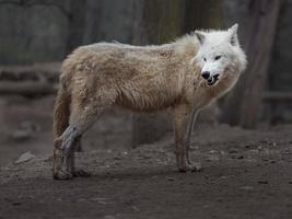 porträtt av arktisk varg foto