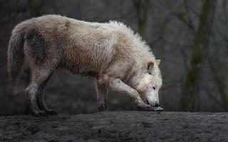 porträtt av arktisk varg foto