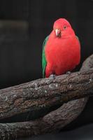 australisk kung papegoja foto
