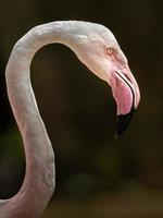 porträtt av större flamingo foto