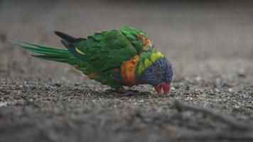 kokosnöt lorikeet i zoo foto