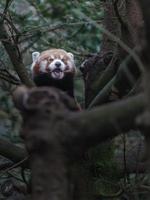 röd panda på gren foto
