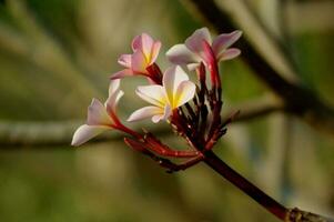 frangipani blommor är blomning i de värma morgon- ljus. foto