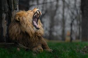 katanga lejon gäspningar foto