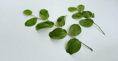 daun bidara eller ziziphus mauritiana isolerat på en vit bakgrund. bidara är ett typ av ört den där har många fördelar för hälsa och skönhet. foto