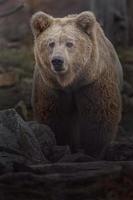 himalayan brunbjörn foto