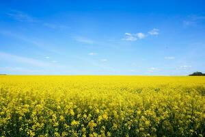 rapsfrö fält. underbar blomning gul raps fält landskap. foto