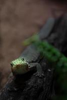 porträtt av phelsuma standingi foto