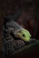 porträtt av phelsuma standingi foto