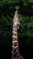 porträtt av retikulerad giraff foto