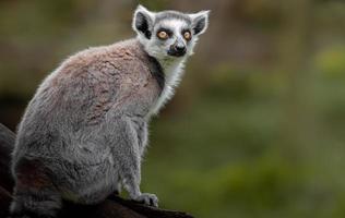 ring-tailed lemur foto