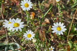 blomning vild blommor på bakgrund av grön gräs, vår foto