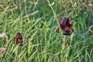 argaman vinröd vild iris eller iris atropurpurea eller kust iris blomning i vår fält i vår på solnedgång foto