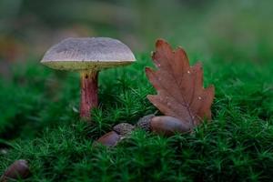 boletus i mossa foto