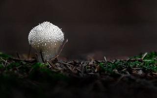 vanlig puffball i skogen foto