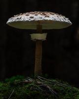 parasollsvamp i skogen foto
