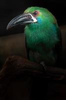 crimson rumped toucanet foto