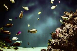 flerfärgad tropisk fisk på de bakgrund av rev och korall foto