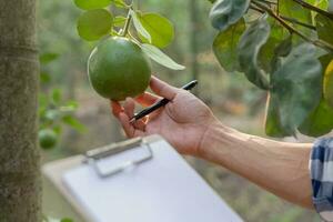 organisk jordbruk, frukt odla. jordbrukare kontrollera igen kvalitet spela in på data på checklista. pomelo växa naturligtvis, ekologisk biologisk, friska, teknologi, icke toxisk, skörda, vetenskaplig , akademisk foto