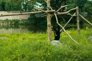 en vild svart siamang apa i de vildmark foto