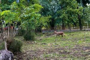 spiralhornad antilop och struts födosökande i Zoo foto