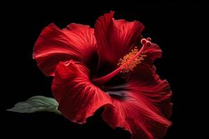 skott av röd hibiskus blomma på svart bakgrund generativ ai foto