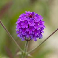 ganska lila verbena blommor sort santos lila foto