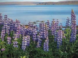 lupiner blommar vid kanten av en isländsk fjord foto