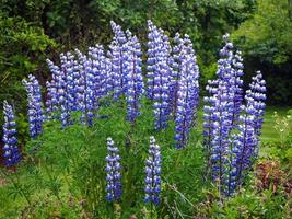 långa blå lupiner som blommar i en trädgård foto