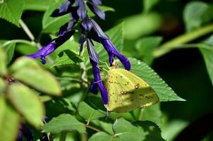 molnfri svavel fjäril, phoebis sennae, på 'amistad' salvia foto