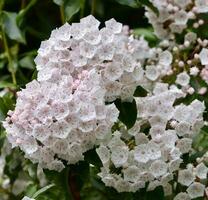 berg laurel blommande i norr Carolina foto