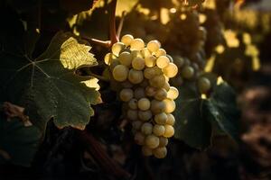 en knippa av vindruvor på en vin med de Sol lysande genom de löv. generativ ai foto