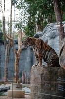 Chiang Mai Thailand 11 maj 2019 djurparkens personal visar en tiger i glasskåpet på thailand nattsafari foto