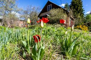 röd tulpan blommor nära sommar hus i by foto