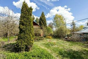 thuja träd på bevuxen bakgård av trä- stuga foto