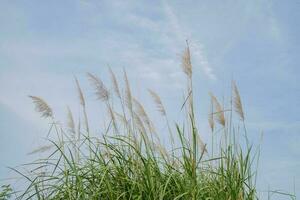 pampas gräs blomma när sommar tid med blå himmel. de Foto är lämplig till använda sig av för natur bakgrund och flora innehåll media.